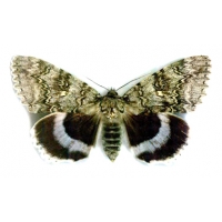 Clifden Nonpareil (Blue Underwing) Catocala fraxini SPECIAL PRICE! 100 Eggs for a give-away price!